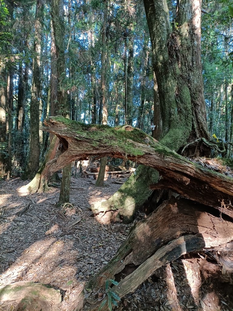 IMG20210205092245.jpg - 竹山  嶺頭山  金柑樹山