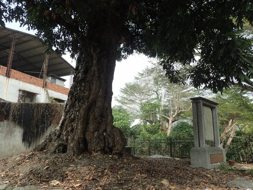 濁水  施圳放運  奉憲示禁碑