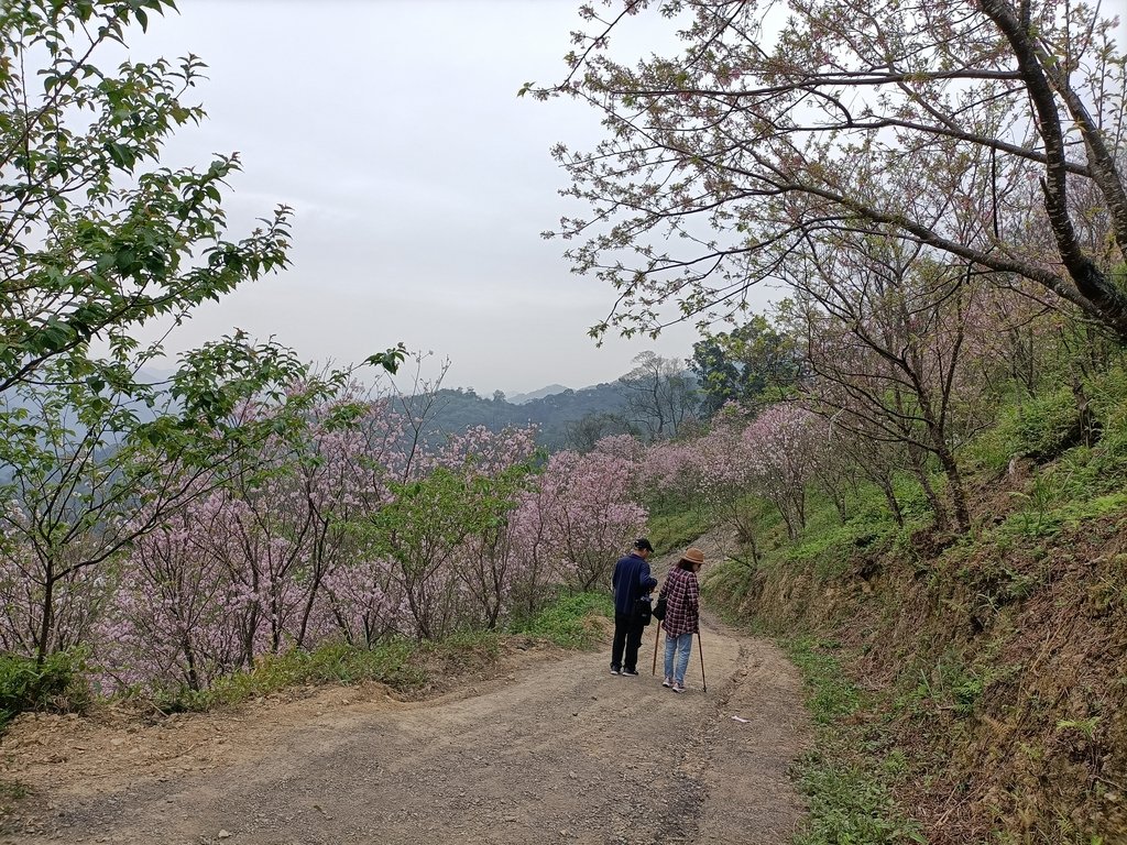 IMG20210226134848.jpg - 三峽  熊空  大熊櫻花林