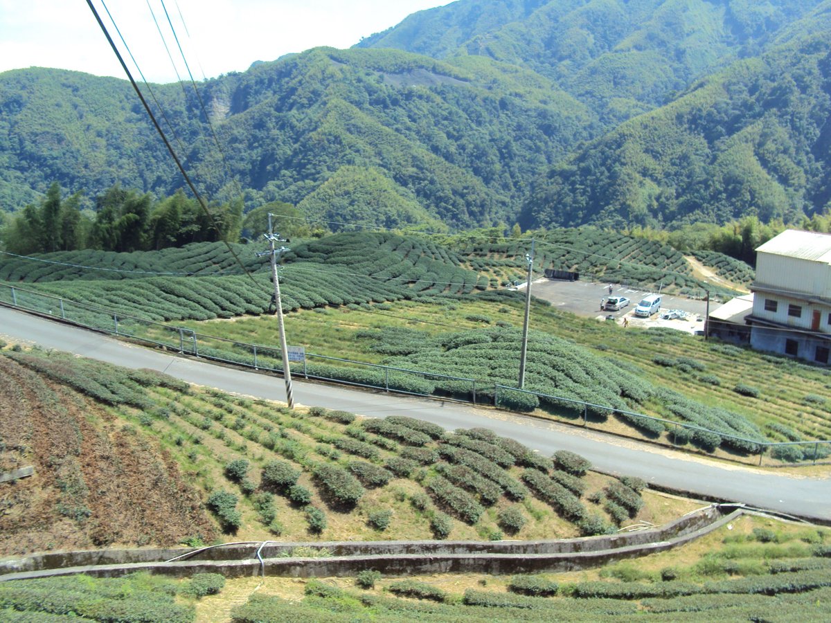 DSC07980.JPG - 竹山  軟鞍  八卦茶園