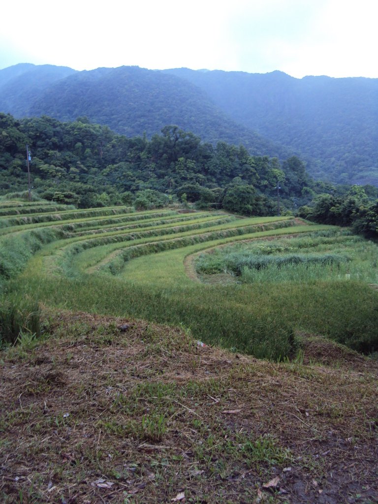 DSC09093.JPG - 石門  嵩山梯田之美