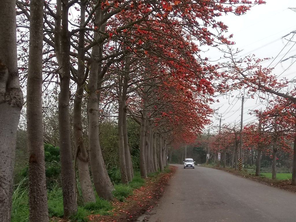 DSC_8292.JPG - 埤頭  東螺溪  木棉花