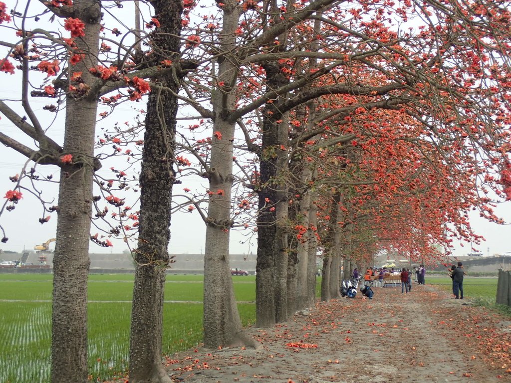 P3066506.JPG - 竹塘  田頭  木棉花道