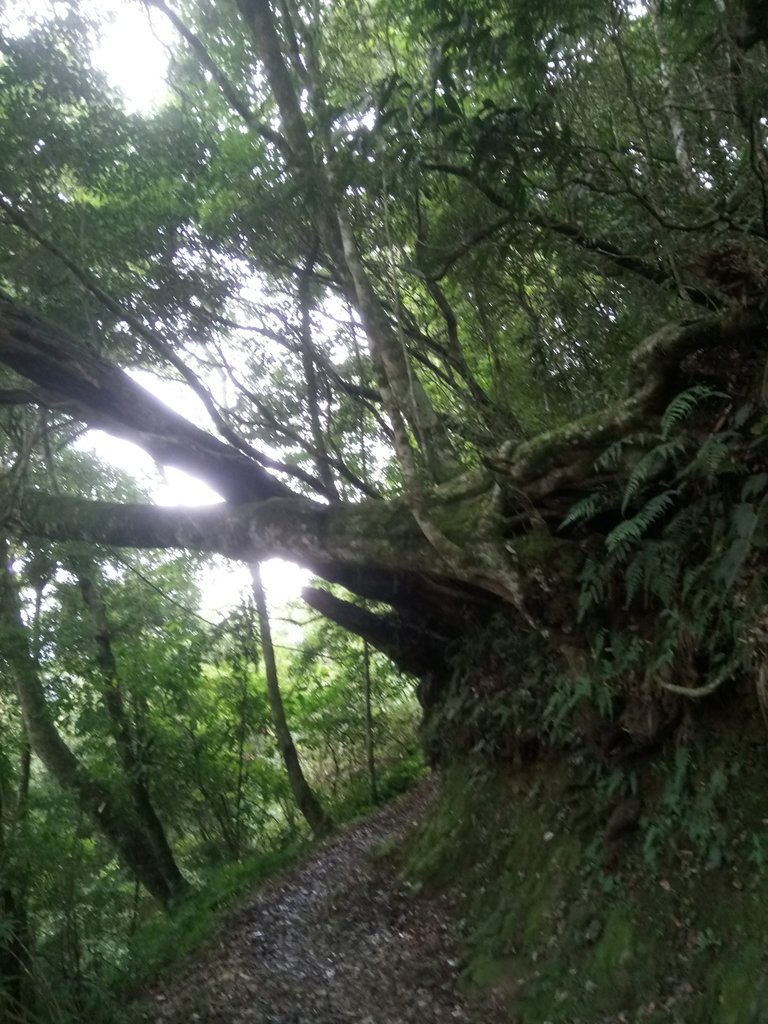 DSC_1289.JPG - 石壁山  嘉南雲峰步道