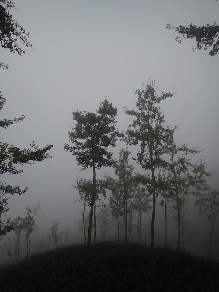 PA171026.JPG - 鹿谷  大崙山  霧中茶園之美(01)