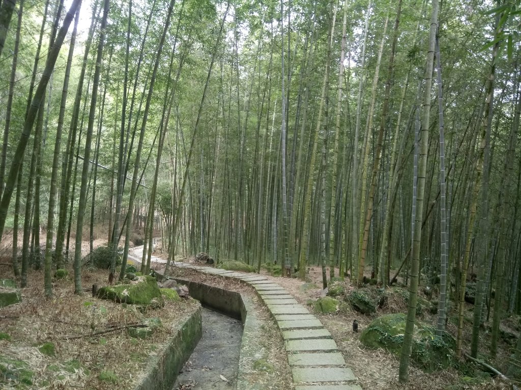 DSC_0564.JPG - 鹿谷  長源圳古道