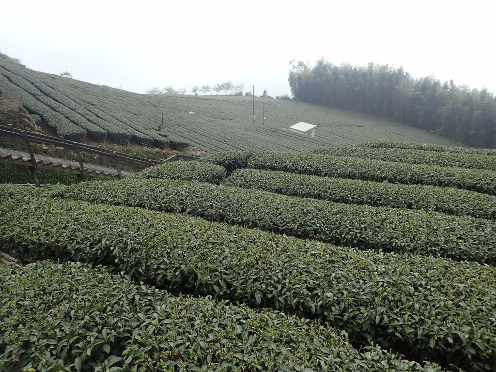 P3257912.JPG - 阿里山  頂石卓茶園之美