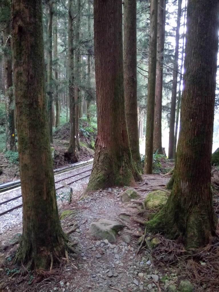 DSC_1561.JPG - 阿里山  二萬坪步道