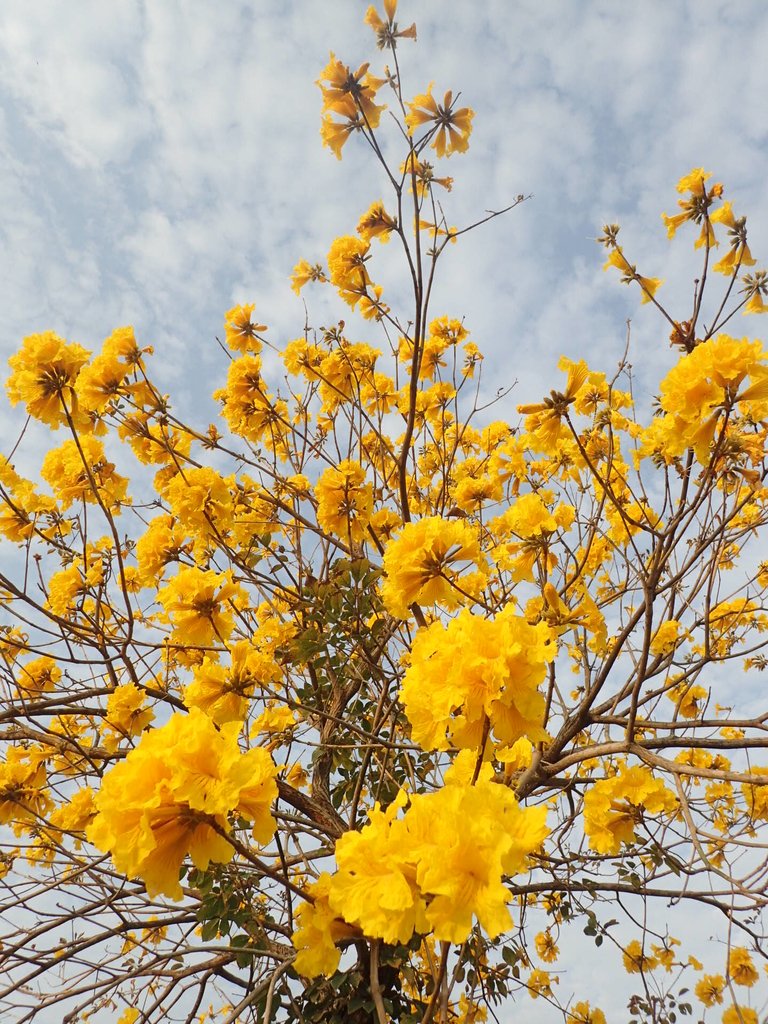 P3066312.JPG - 南投  貓羅溪畔  黃花風鈴木