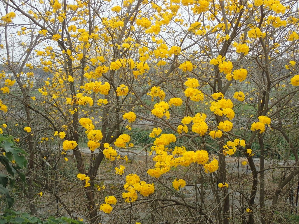 P3066612.JPG - 竹塘  田頭堤防  黃花風鈴木