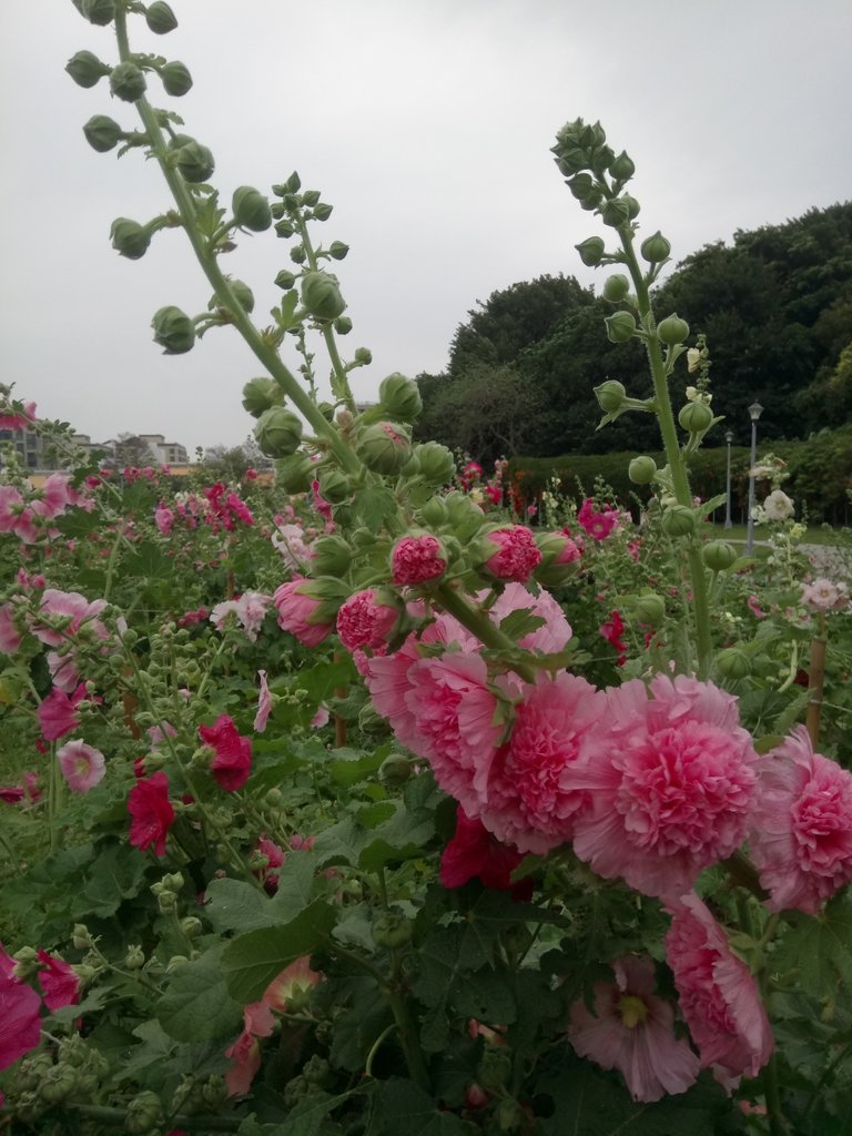 DSC_9203.JPG - 花博公園  蜀葵花季