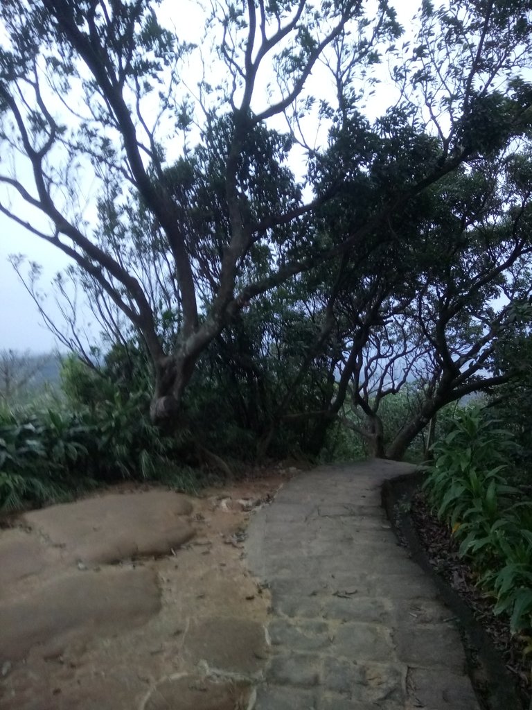 DSC_9267.JPG - 內湖  白鷺鷥山親山步道