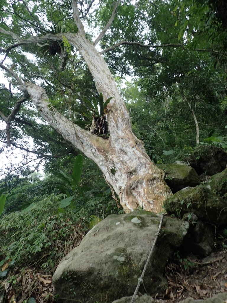 P9108380.JPG - 新竹  五指山登山步道