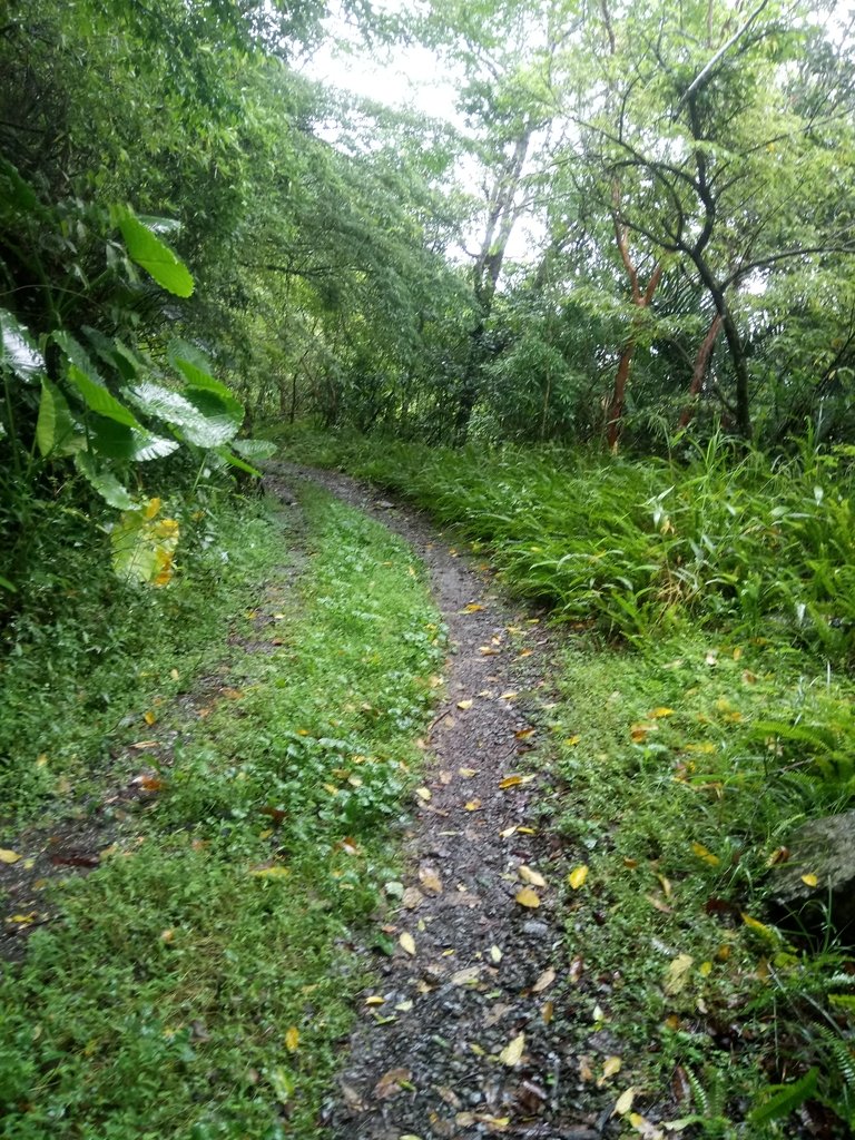 DSC_5097.JPG - 烏來  西坑林道  探幽