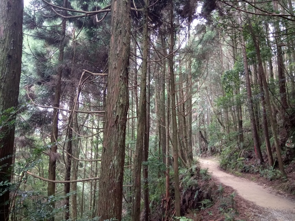 DSC_5294.JPG - 台中  和平  橫嶺山自然步道