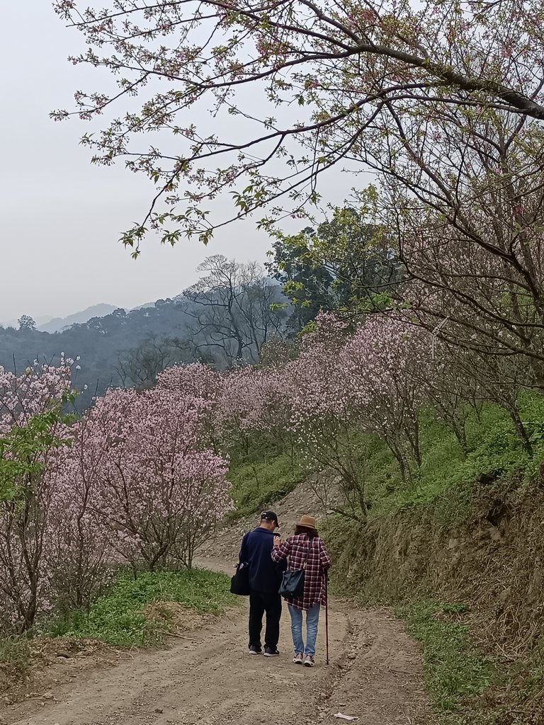 IMG20210226134858.jpg - 三峽  熊空  大熊櫻花林