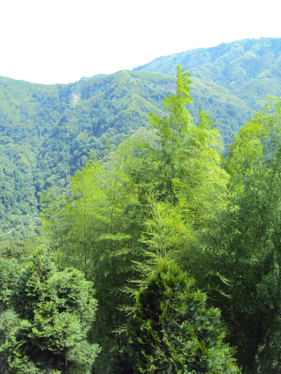 DSC08001.JPG - 竹山  軟鞍  八卦茶園