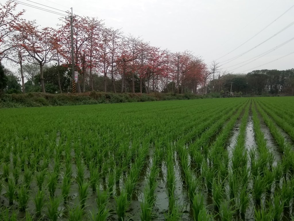 DSC_8318.JPG - 埤頭  東螺溪  木棉花