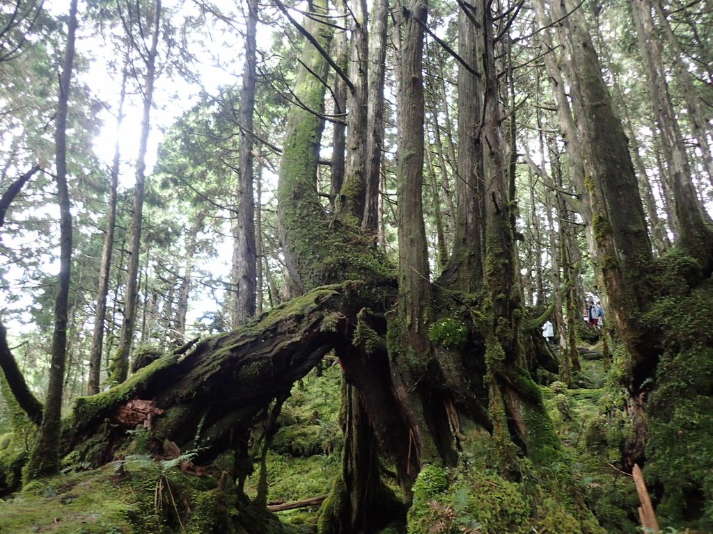 PB265424.JPG - 太平山  翠峰湖環山步道  02