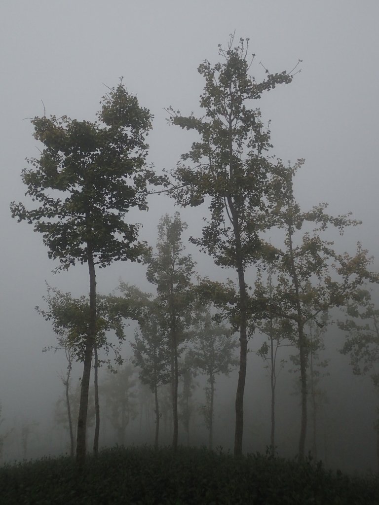 PA171028.JPG - 鹿谷  大崙山  霧中茶園之美(01)