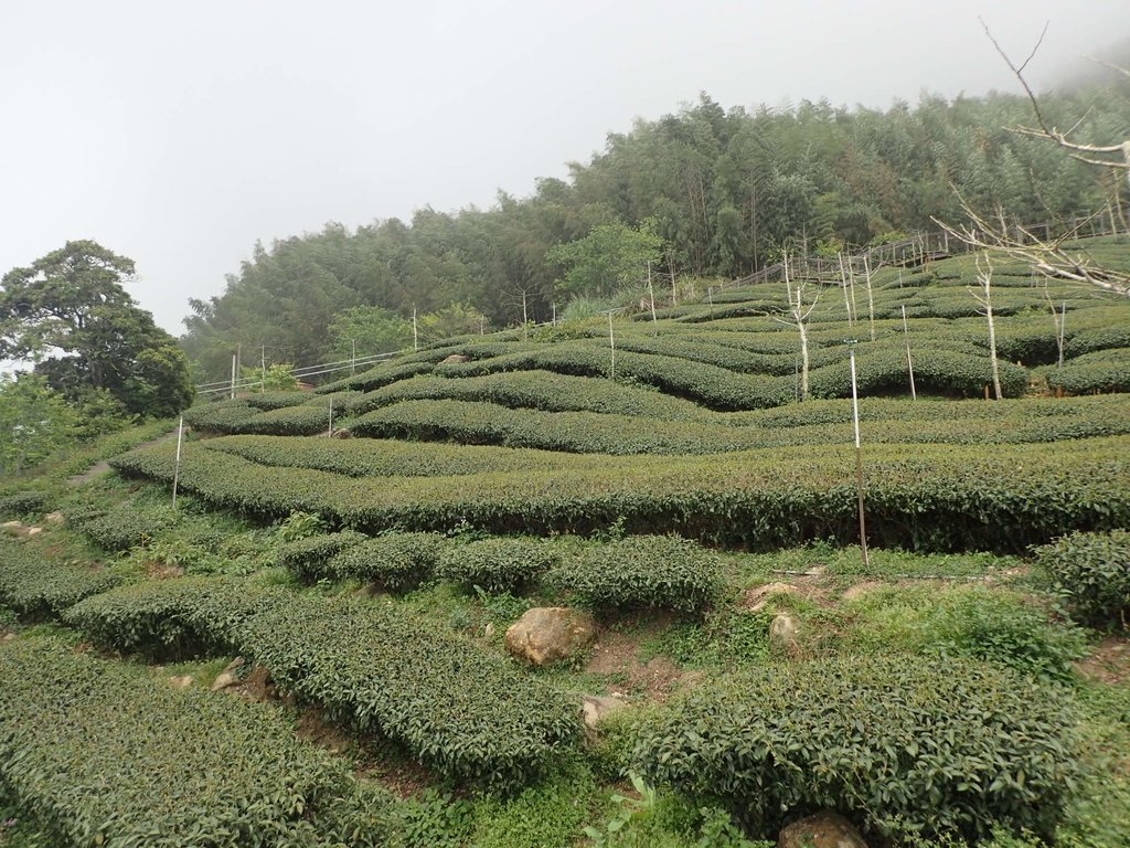 P3257926.JPG - 阿里山  頂石卓茶園之美