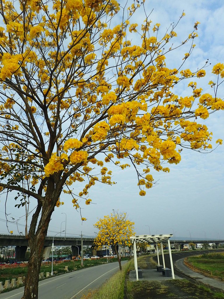 P3066321.JPG - 南投  貓羅溪畔  黃花風鈴木