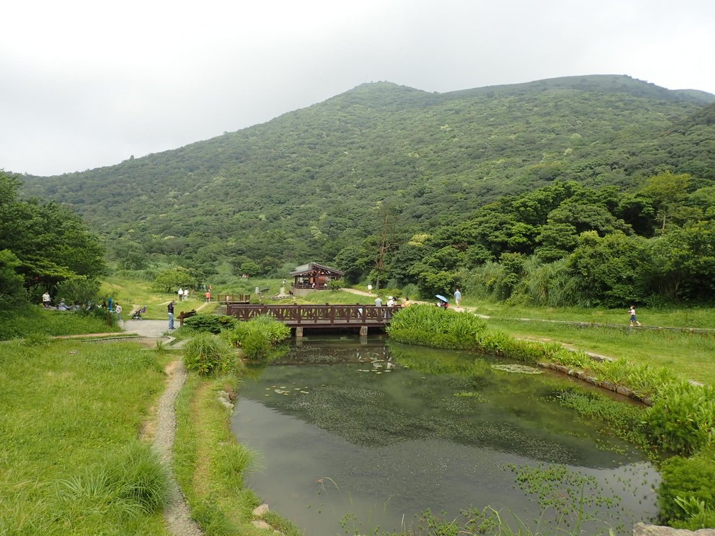 P5268845.JPG - 大屯山賞蝶季