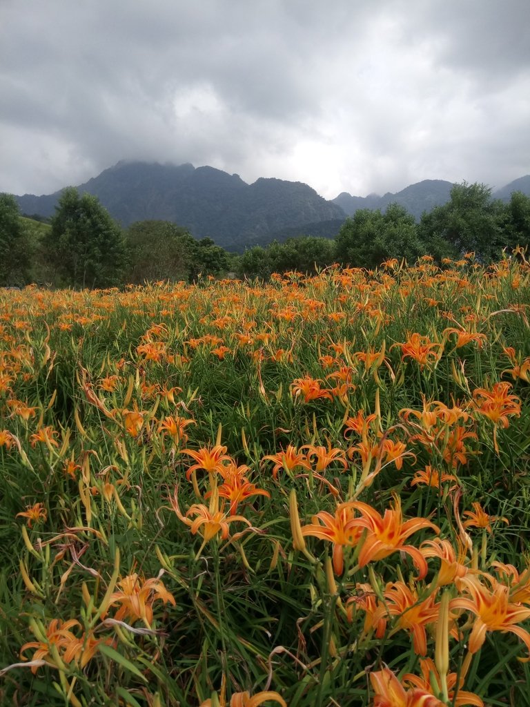 DSC_0704.JPG - 富里  六十石山  金針花季