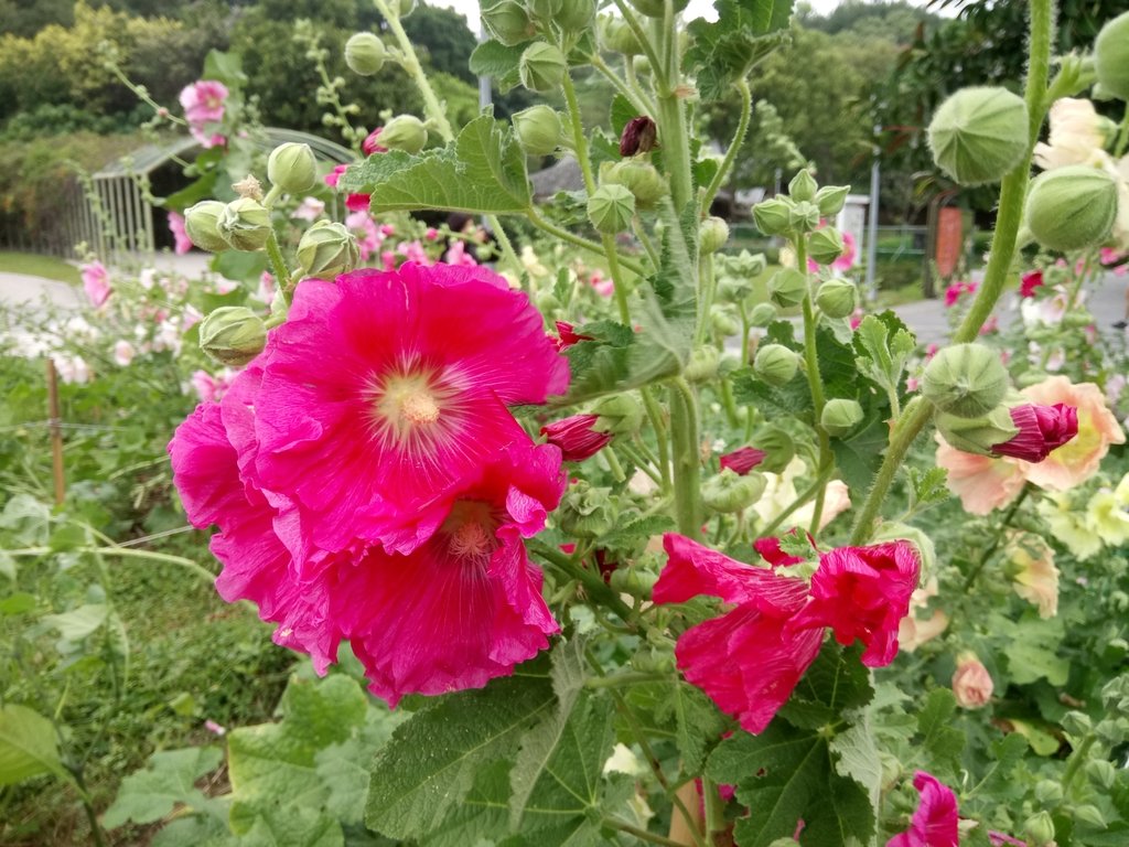 DSC_9204.JPG - 花博公園  蜀葵花季