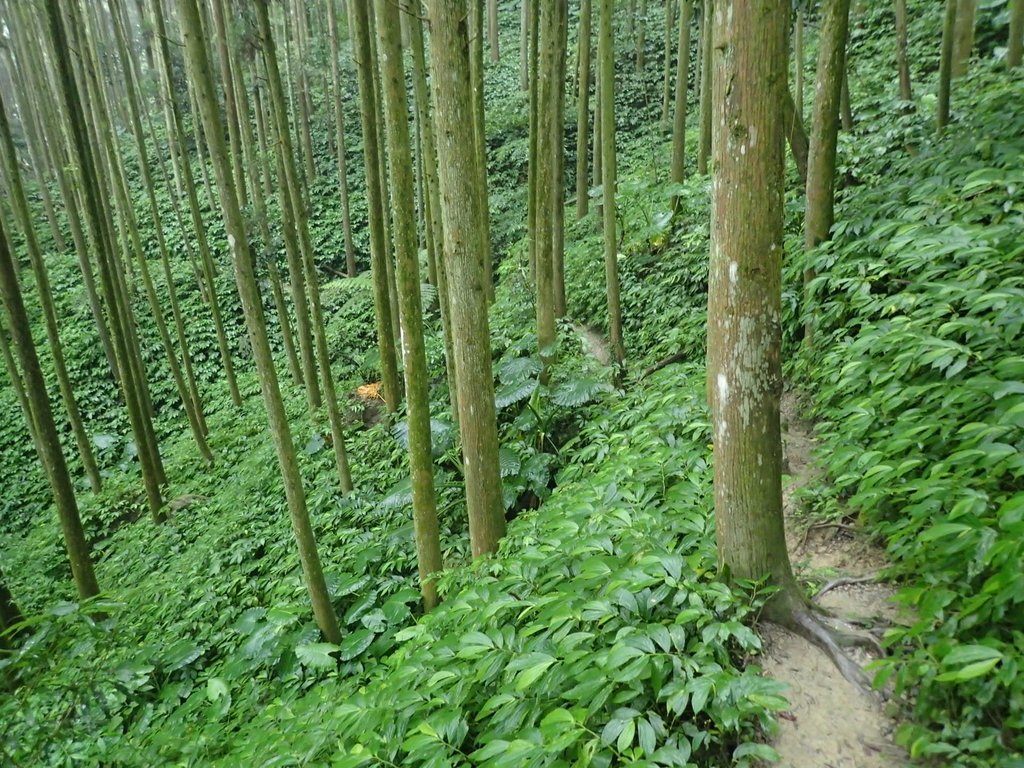 P9250237.JPG - 南庄  向天湖山  光天高山