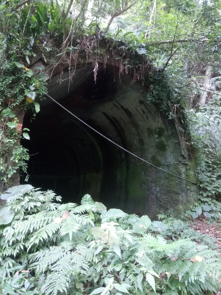 DSC_4137.JPG - 魚池  大尖山  鹽土坑林道