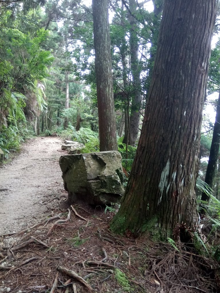 DSC_5295.JPG - 台中  和平  橫嶺山自然步道