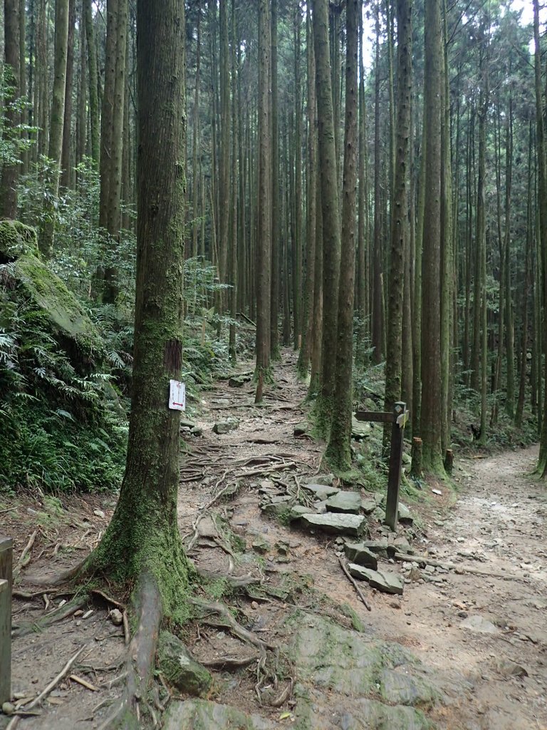 P7235916.JPG - 台中  和平  橫嶺山自然步道