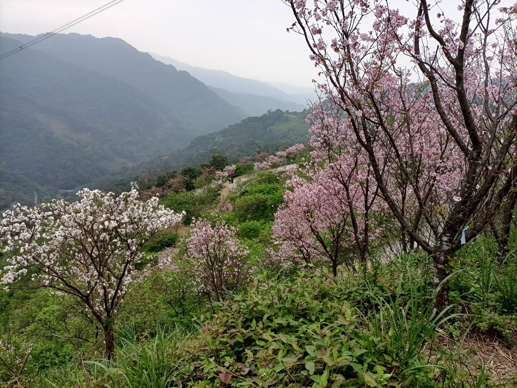 IMG20210226135202.jpg - 三峽  熊空  大熊櫻花林