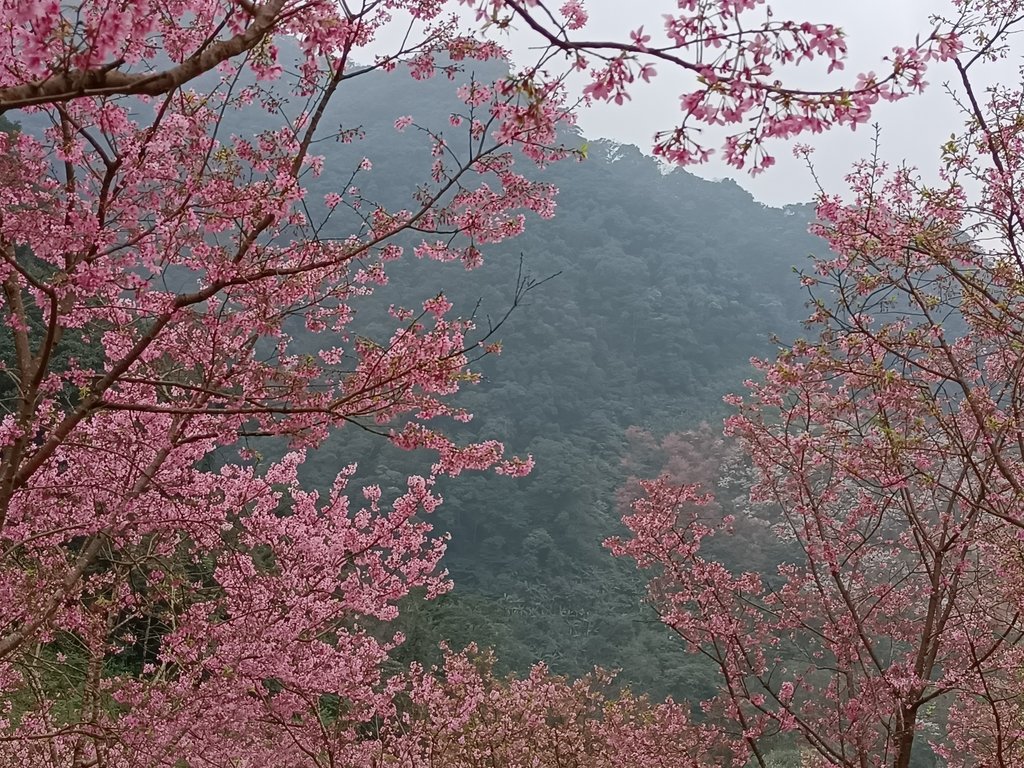 IMG20210226124006.jpg - 三峽  熊空  大熊櫻花林