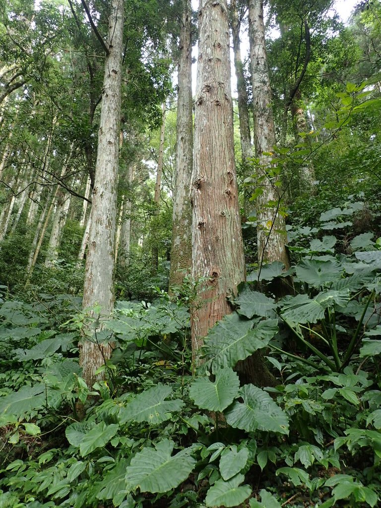 PB257597.JPG - 復興  東滿步道