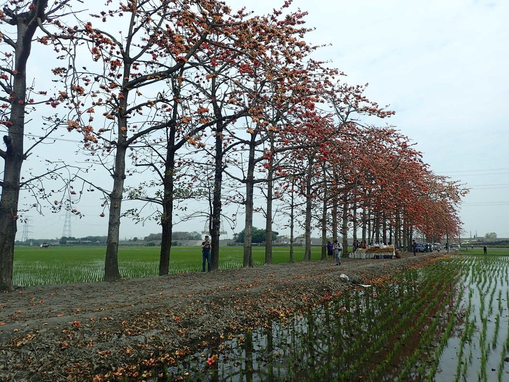 P3066513.JPG - 竹塘  田頭  木棉花道