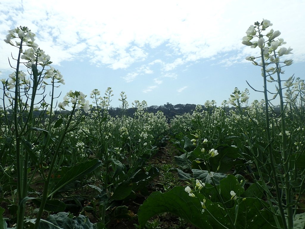 淡海  洲子灣  芥藍花田