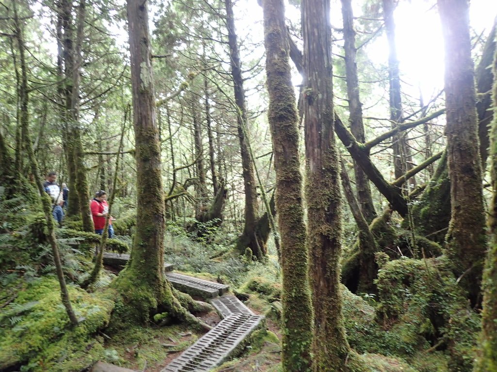 PB265410.JPG - 太平山  翠峰湖環山步道  02