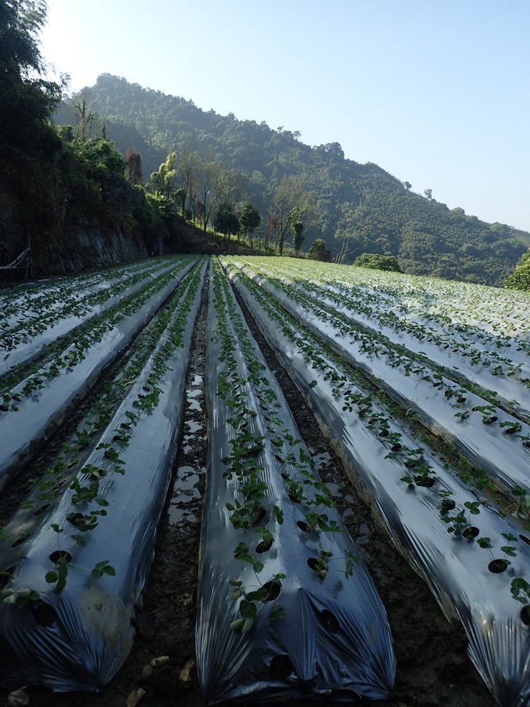 PA064330.JPG - 大湖  馬那邦山  (01)