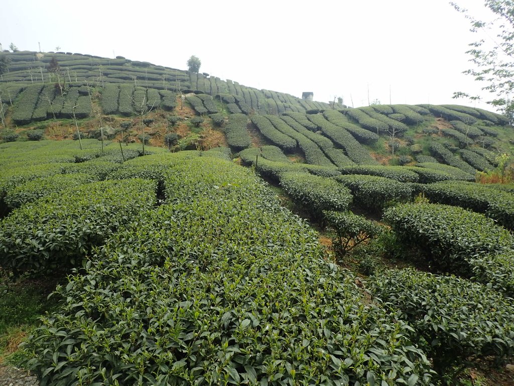 P3257927.JPG - 阿里山  頂石卓茶園之美