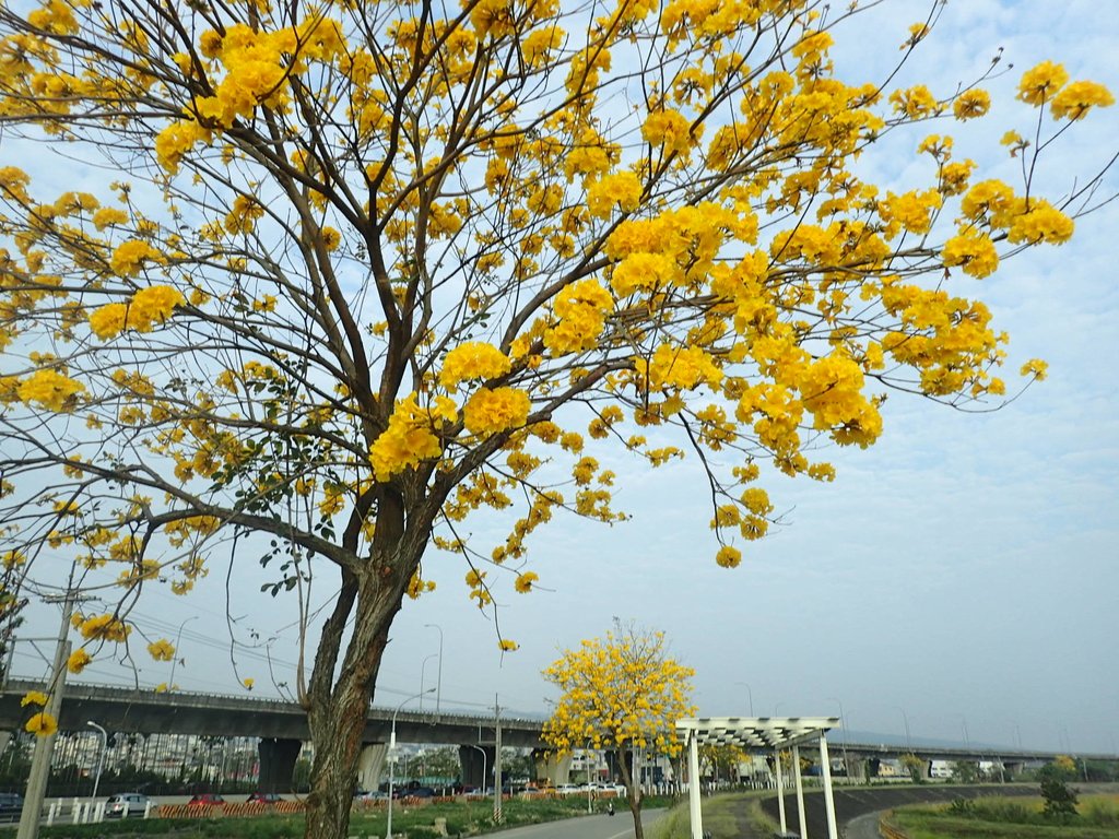 P3066325.JPG - 南投  貓羅溪畔  黃花風鈴木