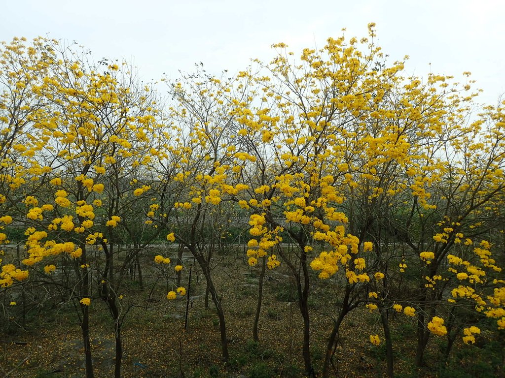 P3066614.JPG - 竹塘  田頭堤防  黃花風鈴木