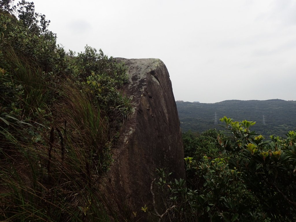 P3160165.JPG - 汐止  金面山(金明山)  稜線步道