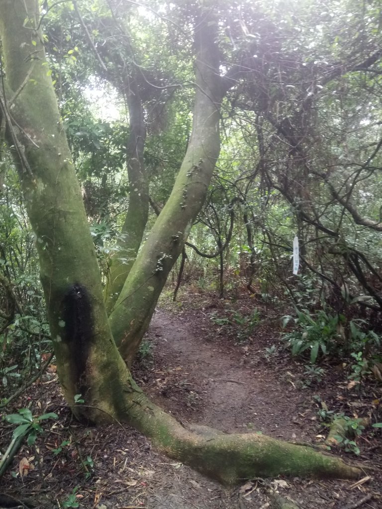 DSC_2834.JPG - 獅頭山  獅山古道  (02)