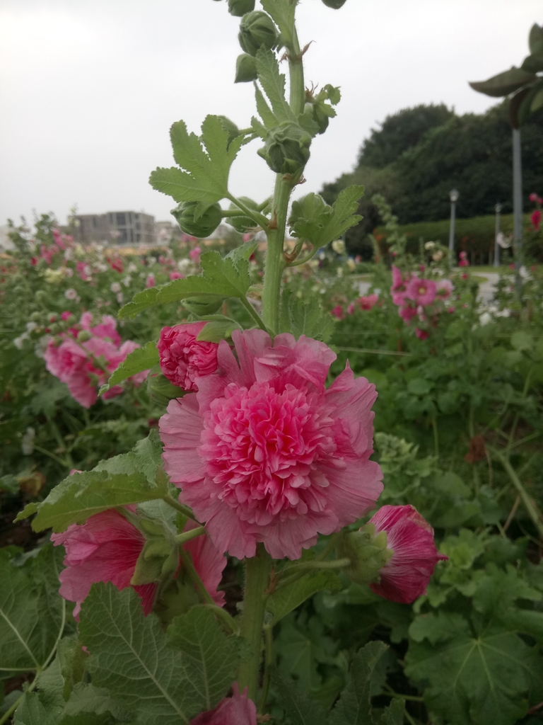 DSC_9205.JPG - 花博公園  蜀葵花季