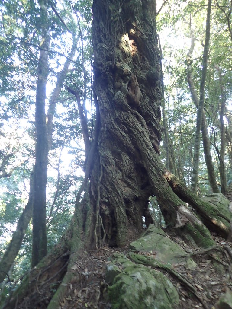 P2034754.JPG - 南庄  大坪林道  杜鵑嶺