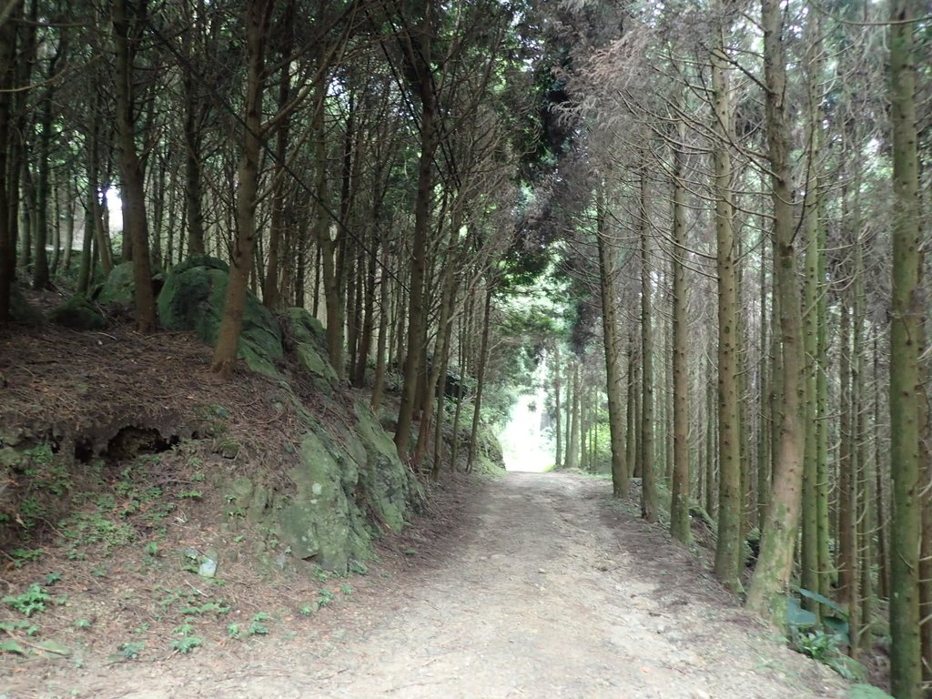 P9108414.JPG - 新竹  五指山登山步道