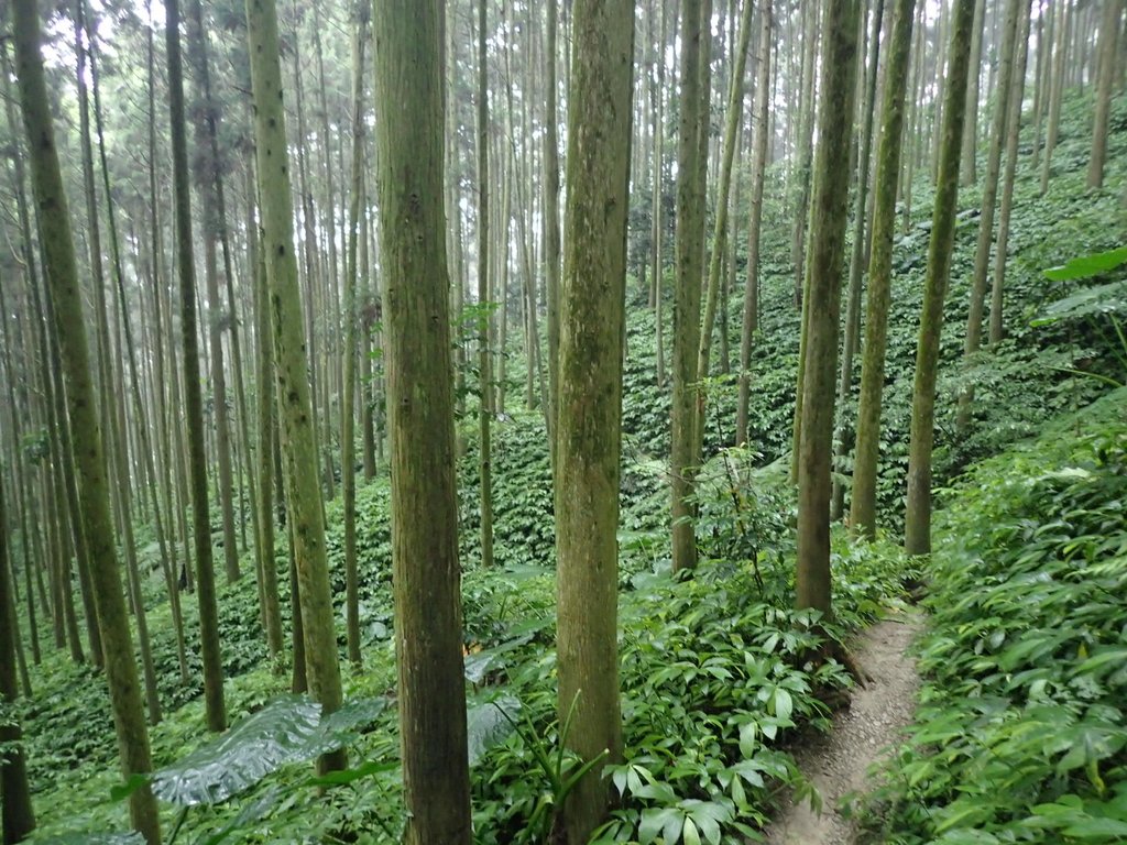 P9250241.JPG - 南庄  向天湖山  光天高山