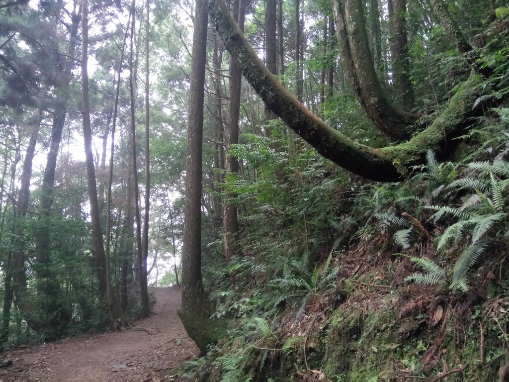 DSC_5301.JPG - 台中  和平  橫嶺山自然步道